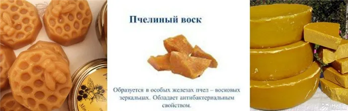 Как образуется пчелиный воск